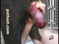 Guy jerks off using dogs juicy cum as his own lube